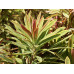 Молочай миндалевидный Эскот Рэйнбоу (Euphorbia amygdaloides Ascot Rainbow) Молочай миндалевидный Эскот Рэйнбоу (Euphorbia amygdaloides Ascot Rainbow)