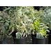 Молочай миндалевидный Эскот Рэйнбоу (Euphorbia amygdaloides Ascot Rainbow) Молочай миндалевидный Эскот Рэйнбоу (Euphorbia amygdaloides Ascot Rainbow)