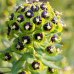 Молочай скульптурный Black Pearl (Euphorbia characias Black Pearl) Молочай скульптурный Black Pearl (Euphorbia characias Black Pearl)