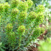 Молочай скульптурный Black Pearl (Euphorbia characias Black Pearl) Молочай скульптурный Black Pearl (Euphorbia characias Black Pearl)