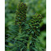 Молочай скульптурный Black Pearl (Euphorbia characias Black Pearl) Молочай скульптурный Black Pearl (Euphorbia characias Black Pearl)