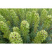 Молочай скульптурный Black Pearl (Euphorbia characias Black Pearl) Молочай скульптурный Black Pearl (Euphorbia characias Black Pearl)