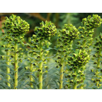 Молочай скульптурный Black Pearl (Euphorbia characias Black Pearl) Молочай скульптурный Black Pearl (Euphorbia characias Black Pearl)