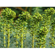Молочай скульптурный Black Pearl (Euphorbia characias Black Pearl) Молочай скульптурный Black Pearl (Euphorbia characias Black Pearl)