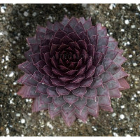 Молодило BigSam Country Red (Sempervivum BigSam Country Red) Молодило BigSam Country Red (Sempervivum BigSam Country Red)