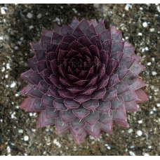 Молодило BigSam Country Red (Sempervivum BigSam Country Red) Молодило BigSam Country Red (Sempervivum BigSam Country Red)