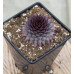 Молодило BigSam Country Red (Sempervivum BigSam Country Red) Молодило BigSam Country Red (Sempervivum BigSam Country Red)