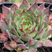 Молодило BigSam Country Red (Sempervivum BigSam Country Red) Молодило BigSam Country Red (Sempervivum BigSam Country Red)