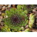 Молодило Reinhard (Sempervivum Reinhard) Молодило Reinhard (Sempervivum Reinhard)