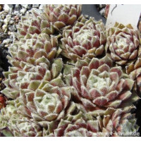 Молодило паутинистое Rosa Madchen (Sempervivum arachnoideum Rosa Madchen) Молодило паутинистое Rosa Madchen (Sempervivum arachnoideum Rosa Madchen)