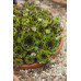Молодило Reinhard (Sempervivum Reinhard) Молодило Reinhard (Sempervivum Reinhard)