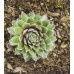 Молодило паутинистое Rosa Madchen (Sempervivum arachnoideum Rosa Madchen) Молодило паутинистое Rosa Madchen (Sempervivum arachnoideum Rosa Madchen)