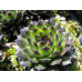 Молодило Reinhard (Sempervivum Reinhard) Молодило Reinhard (Sempervivum Reinhard)