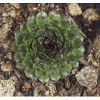 Молодило Reinhard (Sempervivum Reinhard) Молодило Reinhard (Sempervivum Reinhard)