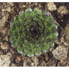 Молодило Reinhard (Sempervivum Reinhard) Молодило Reinhard (Sempervivum Reinhard)