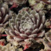 Молодило паутинистое Rosa Madchen (Sempervivum arachnoideum Rosa Madchen) Молодило паутинистое Rosa Madchen (Sempervivum arachnoideum Rosa Madchen)