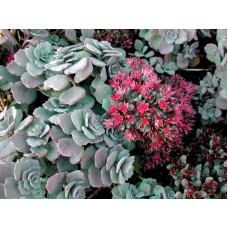 Седум (очиток) скальный Лайдекенс (Sedum cauticola Lidakense) Седум (очиток) скальный Лайдекенс (Sedum cauticola Lidakense)