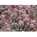 Седум (очиток) скальный Лайдекенс (Sedum cauticola Lidakense) Седум (очиток) скальный Лайдекенс (Sedum cauticola Lidakense)