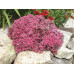 Седум (очиток) скальный Лайдекенс (Sedum cauticola Lidakense) Седум (очиток) скальный Лайдекенс (Sedum cauticola Lidakense)
