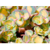 Седум (очиток) Зибольда Медиовариегатум (Sedum sieboldii Mediovariegatum) Седум (очиток) Зибольда Медиовариегатум (Sedum sieboldii Mediovariegatum)
