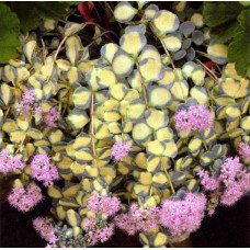 Седум (очиток) Зибольда Медиовариегатум (Sedum sieboldii Mediovariegatum) Седум (очиток) Зибольда Медиовариегатум (Sedum sieboldii Mediovariegatum)