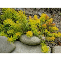 Седум (очиток) скальный Ангелина (Sedum rupestre Angelina) Седум (очиток) скальный Ангелина (Sedum rupestre Angelina)