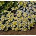 Седум (очиток) лопатчатолистный Кейп Бланко (Sedum spathulifolium Cape Blanco) Седум (очиток) лопатчатолистный Кейп Бланко (Sedum spathulifolium Cape Blanco)
