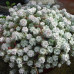 Седум (очиток) лопатчатолистный Кейп Бланко (Sedum spathulifolium Cape Blanco)