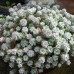 Седум (очиток) лопатчатолистный Кейп Бланко (Sedum spathulifolium Cape Blanco) Седум (очиток) лопатчатолистный Кейп Бланко (Sedum spathulifolium Cape Blanco)