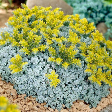 Седум (очиток) лопатчатолистный Кейп Бланко (Sedum spathulifolium Cape Blanco) Седум (очиток) лопатчатолистный Кейп Бланко (Sedum spathulifolium Cape Blanco)