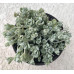 Седум (очиток) лопатчатолистный Кейп Бланко (Sedum spathulifolium Cape Blanco)