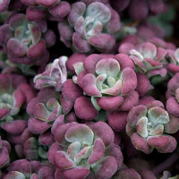Седум (очиток) лопатчатолистный Пурпуреум (Sedum spathulifolium Purpureum)