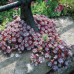 Седум (очиток) лопатчатолистный Пурпуреум (Sedum spathulifolium Purpureum) Седум (очиток) лопатчатолистный Пурпуреум (Sedum spathulifolium Purpureum)