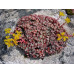 Седум (очиток) лопатчатолистный Пурпуреум (Sedum spathulifolium Purpureum) Седум (очиток) лопатчатолистный Пурпуреум (Sedum spathulifolium Purpureum)
