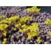 Седум (очиток) лопатчатолистный Пурпуреум (Sedum spathulifolium Purpureum)