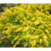 Седум (очиток) скальный Ангелина (Sedum rupestre Angelina) Седум (очиток) скальный Ангелина (Sedum rupestre Angelina)