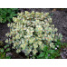 Седум (очиток) Зибольда Медиовариегатум (Sedum sieboldii Mediovariegatum) Седум (очиток) Зибольда Медиовариегатум (Sedum sieboldii Mediovariegatum)