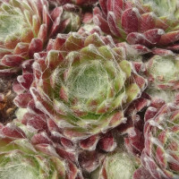 Молодило паутинистое Aries (Sempervivum arachnoideum Aries) Молодило паутинистое Aries (Sempervivum arachnoideum Aries)