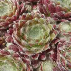 Молодило паутинистое Aries (Sempervivum arachnoideum Aries) Молодило паутинистое Aries (Sempervivum arachnoideum Aries)