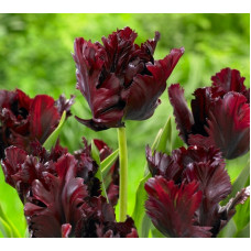 Тюльпан попугайный Black Parrot Тюльпан попугайный Black Parrot