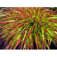 Хаконехлоа большая Муллд Вайн (Hakonechloa macra Mulled Wine) Хаконехлоа большая Муллд Вайн (Hakonechloa macra Mulled Wine)