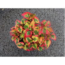 Хауттюйния сердцевидная Хамелеон (Houttuynia cordata Chameleon) Хауттюйния сердцевидная Хамелеон (Houttuynia cordata Chameleon)