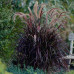 Пениссетум щетинистый Рубрум (pennisetum setaceum Rubrum) Пениссетум щетинистый Рубрум (pennisetum setaceum Rubrum)
