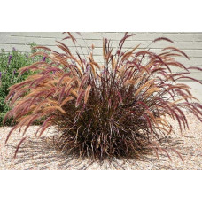 Пениссетум щетинистый Рубрум (pennisetum setaceum Rubrum) Пениссетум щетинистый Рубрум (pennisetum setaceum Rubrum)