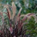Пениссетум щетинистый Рубрум (pennisetum setaceum Rubrum) Пениссетум щетинистый Рубрум (pennisetum setaceum Rubrum)