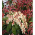 Пиерис японский Маунтин Фаер (Pieris jap. Mountain Fire) Пиерис японский Маунтин Фаер (Pieris jap. Mountain Fire)
