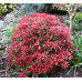 Пиерис японский Маунтин Фаер (Pieris jap. Mountain Fire) Пиерис японский Маунтин Фаер (Pieris jap. Mountain Fire)