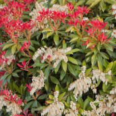 Пиерис японский Маунтин Фаер (Pieris jap. Mountain Fire) Пиерис японский Маунтин Фаер (Pieris jap. Mountain Fire)