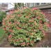 Пиерис японский Маунтин Фаер (Pieris jap. Mountain Fire) Пиерис японский Маунтин Фаер (Pieris jap. Mountain Fire)