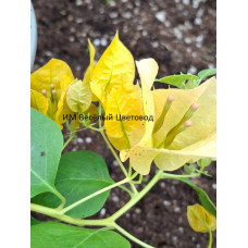 Бугенвиллия Yellow Jinda
